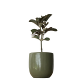 Kalanchoe