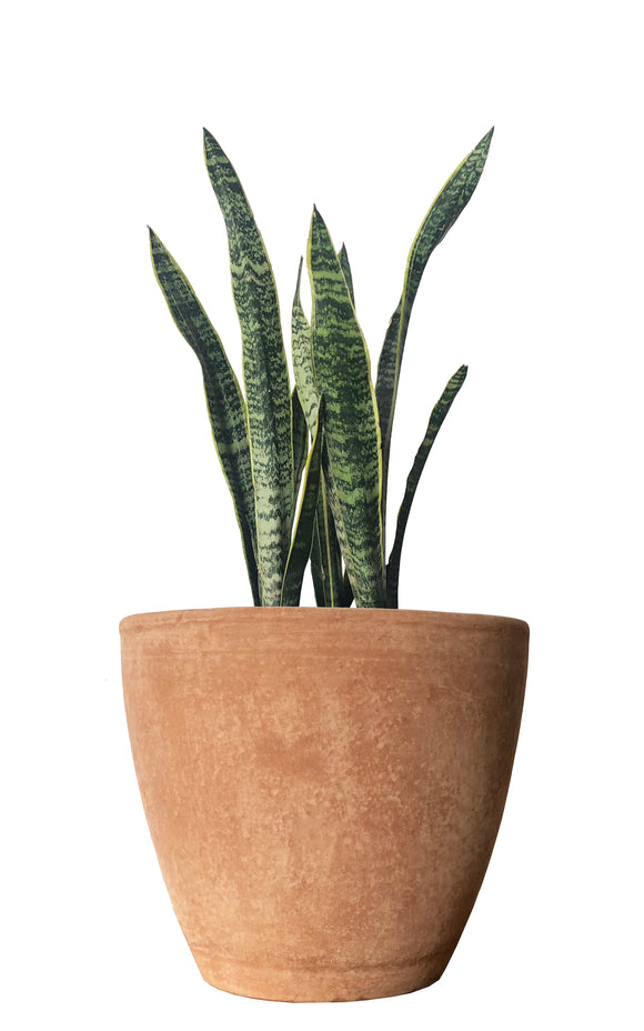 Sanservieria