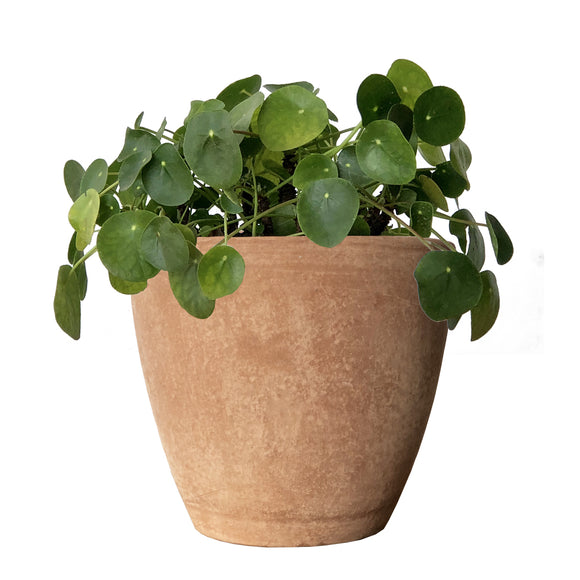 Pilea