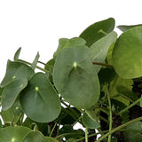 Pilea