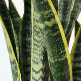 Sanservieria
